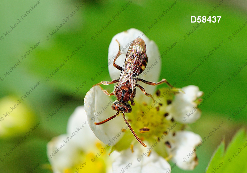 Spotted Nomad Bee (Nomada maculata)